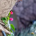 Lägenhetshotell La Rosa